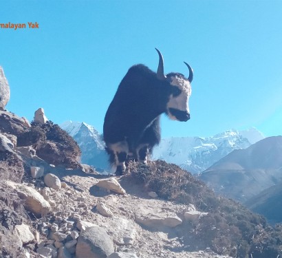 himalayan-yak