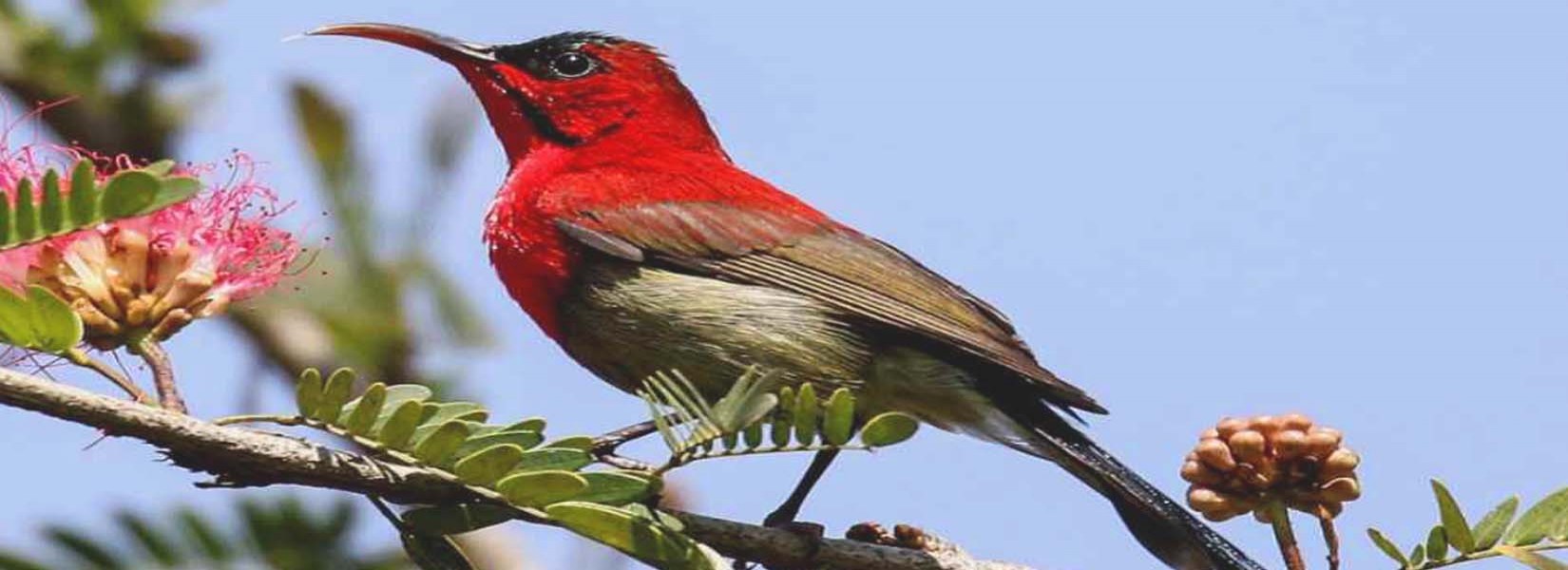 Bird Watching tours in Nepal